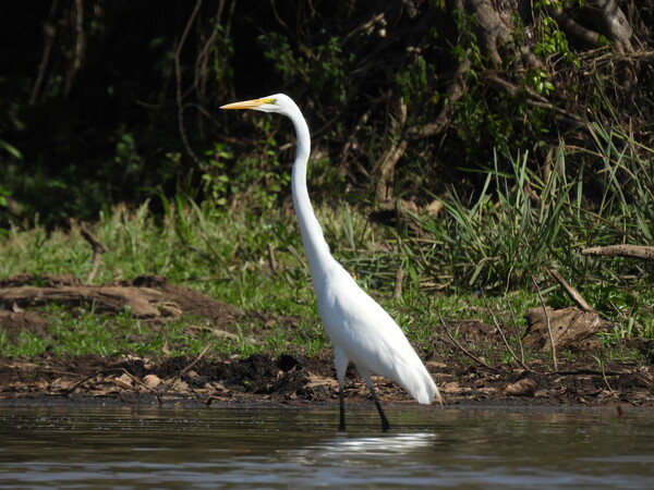 Garça-branca-grande