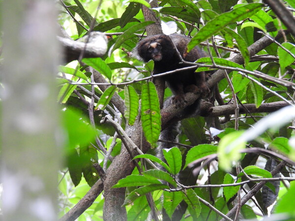 Sagui-da-serra- escuro