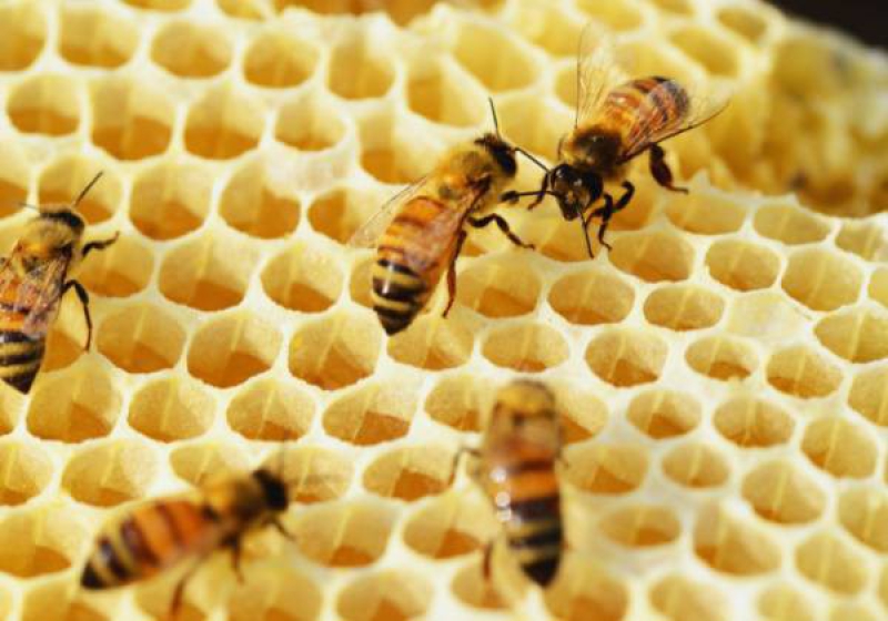Abelhas e outros insetos