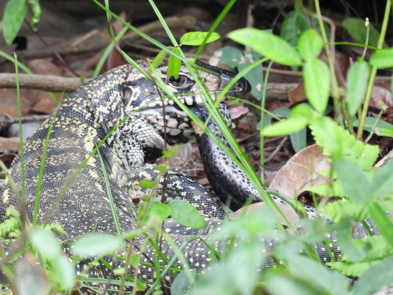 Anfíbios e cobras do bem