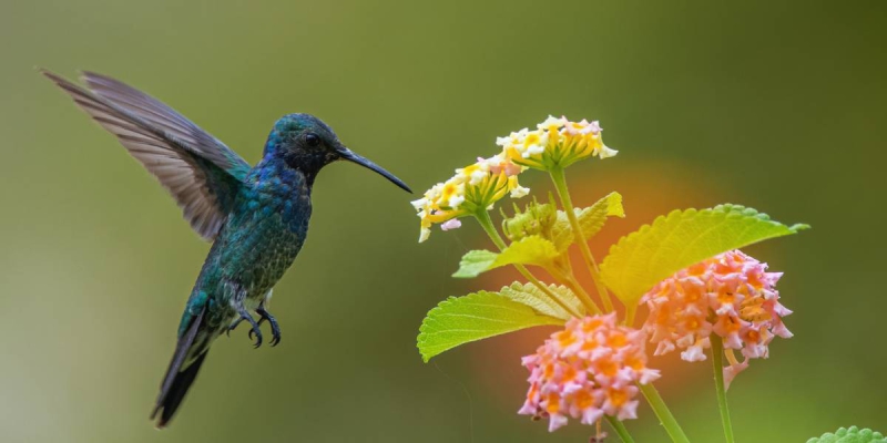 Plantas para os Pássaros