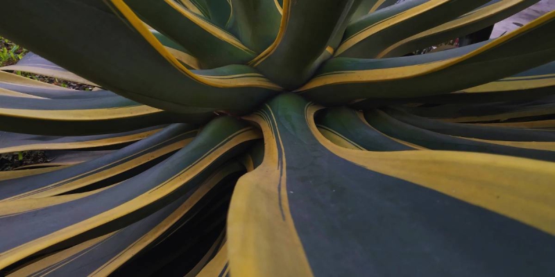 Plantas para Paisagismo