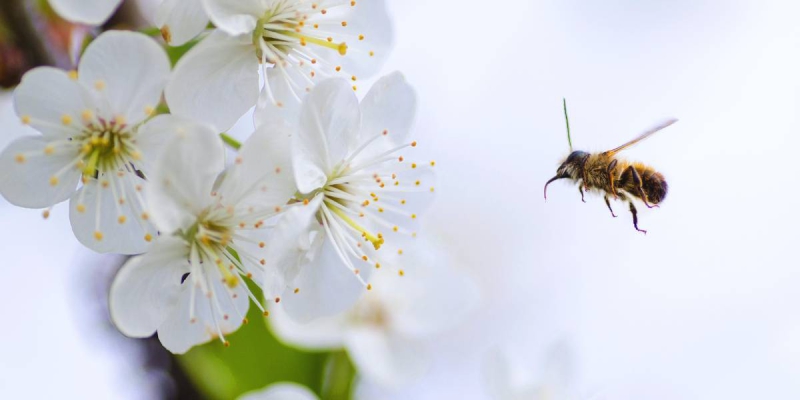 Plantas para as Abelhas