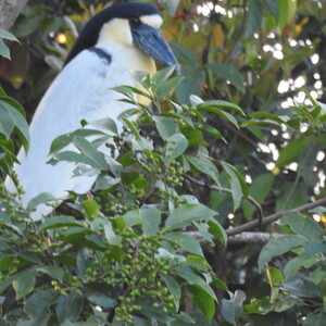 Turismo de observação de pássaros