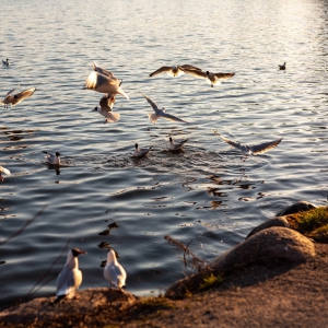 Turismo de observação de pássaros