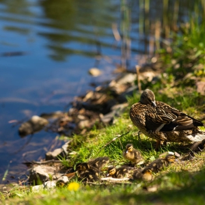 Turismo de observação de pássaros