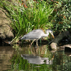Turismo de observação de pássaros