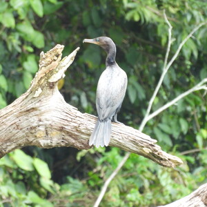 Turismo de observação de pássaros