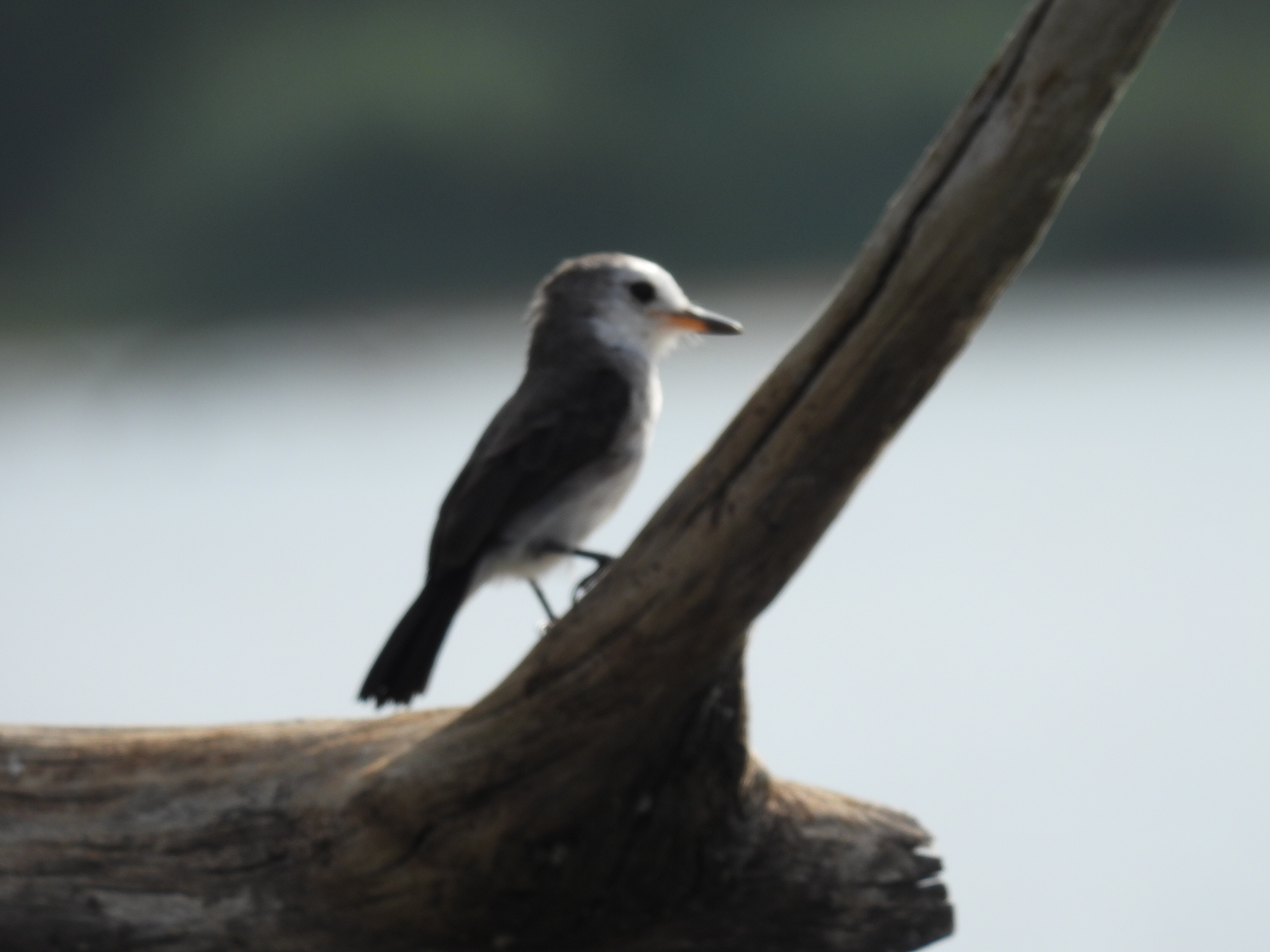 Fauna da Lagoa Grande