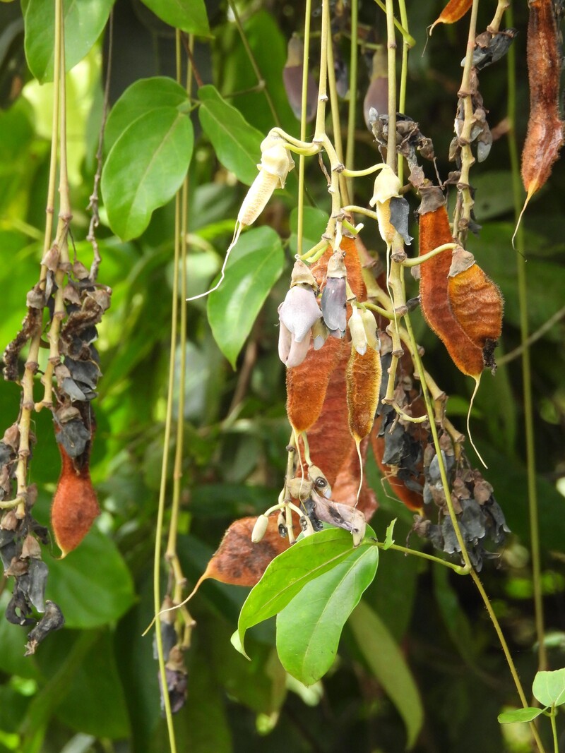 Flora da Lagoa Grande