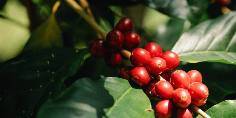 Plante Árvores da Mata Atlântica: