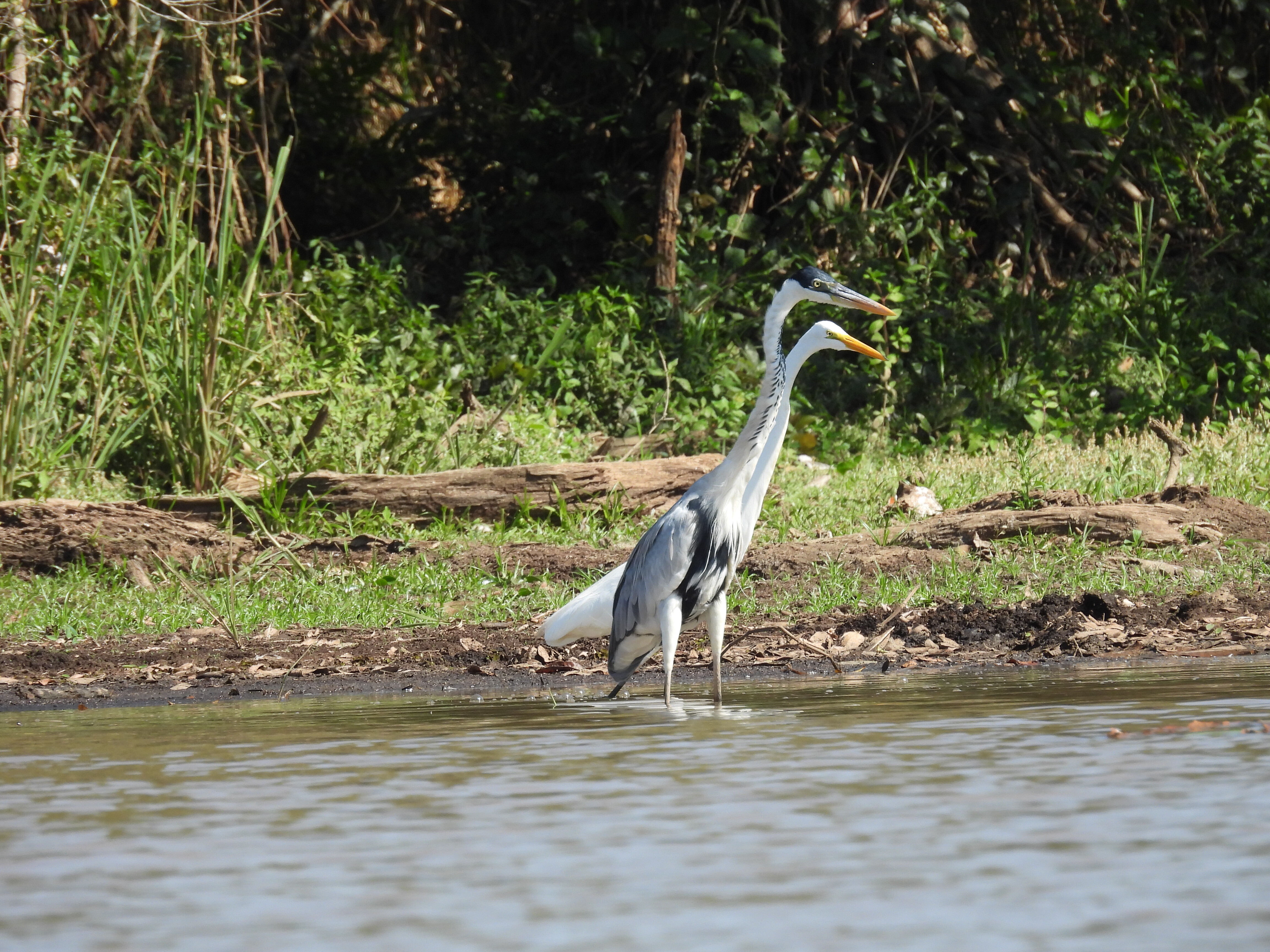 Turismo de Observação de Aves